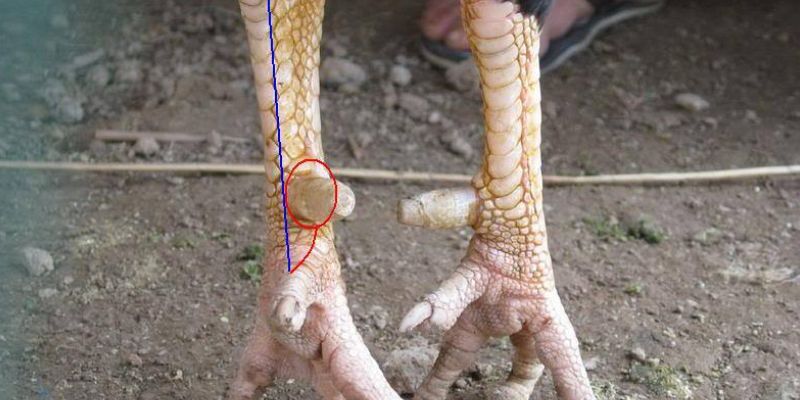 Phương pháp để cách băng cựa gà đá chuẩn đúng cách